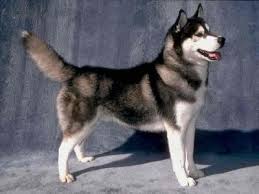 chien