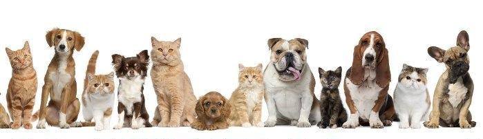 chien