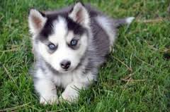 chien