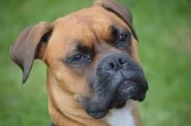 chien