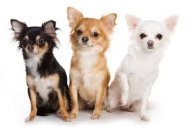 chien