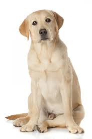chien