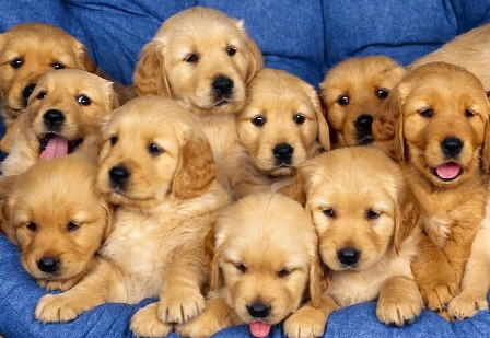 chien